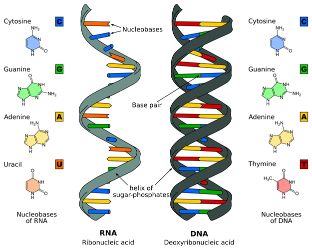 'Discovery boosts theory that life on Earth arose from RNA-DNA mix'

RNA made the discovery but DNA gets all the credit.

__
scripps.edu/news-and-event…