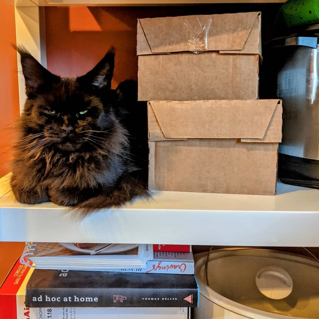 LadyLunaMoonCat's tweet photo. #catsonshelves #newspot #mainecoonsofinstagram #blackcats #mainecooncat #meow #notacattree #kitchencat #mainecoonlife #catlover #weeklyfluff #cutecat #kittycat https://t.co/kv1vjR195N https://t.co/IbhT6yy3OF