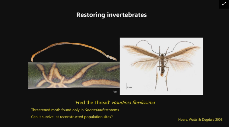 ktecollins's tweet photo. Bev Clarkson @mwlr_nz on recovery of Sporadanthus raised bogs. Fred the thread larvae are only found in Sporadanthus plants, they are successfully translocated with host plants! #INTECOL https://t.co/dnISQ4OQMB