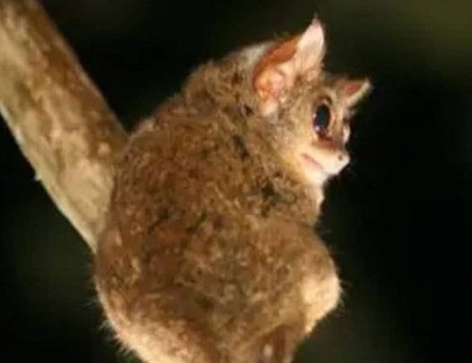 oopsiesdeactive's tweet image. Hello wilbur my meow meow ily and i love the new album you are a big inspiration i hope you are having a nice day !! Look at this funny little guy
#pebblebrain #lovejoy