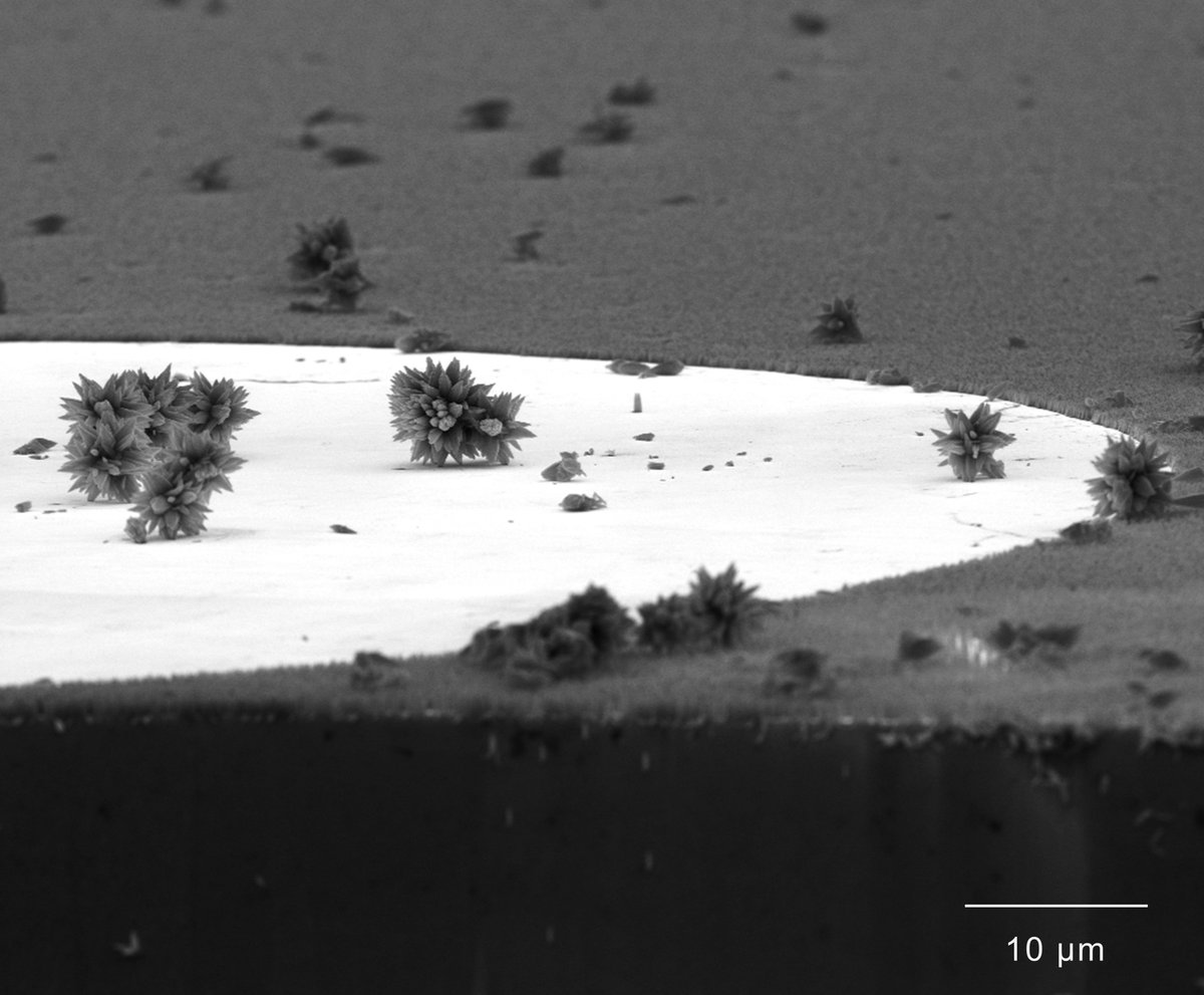 Pierre Gaffuri tweet media