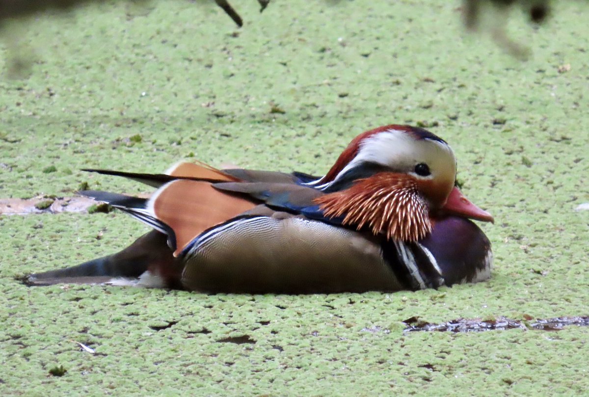 MustSeeBirds's tweet photo. In other exotic waterfowl news, this Mandarin Duck has been hanging around one of my favorite birding spots. Likely an escapee, but still a very #hotduck. #5MRbirding https://t.co/vdTt7aPC4q