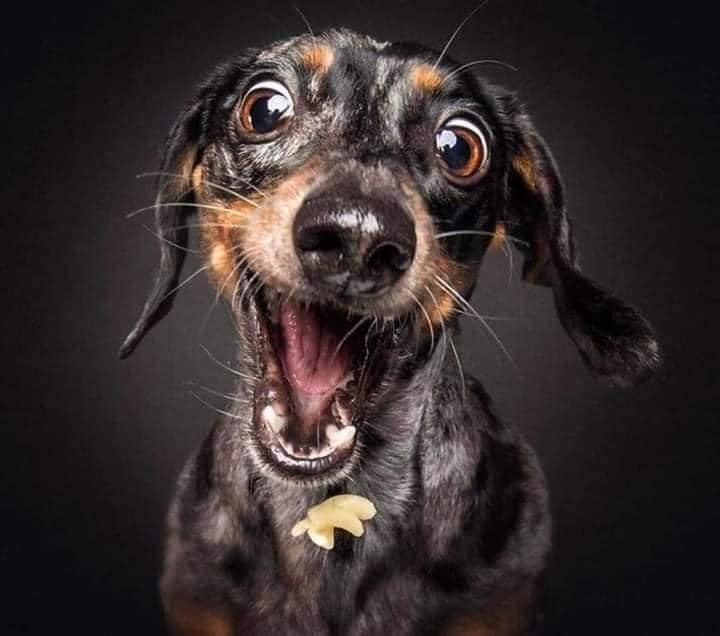 📸 Fall Photo Contest 📸
Just 1 more day &amp; the link to submit your pictures will go LIVE!! 🙌 
 😊 
2 categories:
🐁🐈‍⬛ Small Pets
🐑 🐩 Large Pets/Animals
Open to all!
Students: Each entry $5
Adults: Each entry $10
Cash 💵 prizes!!
Good luck 🍀 everyone!
planoffa.org/.../photograph…