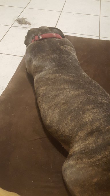 When she has to look at the mess she made but don't care at all her doggy bed https://t.co/Vnl5doOjP<a href="/tag/23approved"class="tags"><span>#23approved</span></a><a href="/tag/semipro"class="tags"><span>#semipro</span></a>