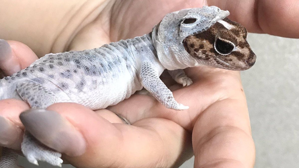 Youridefou's tweet photo. Un gecko faisant une mue parfaite, ce qui donne l'impression qu'il porte une combinaison spatiale pour petit lézard. https://t.co/qwWLjXHIJT