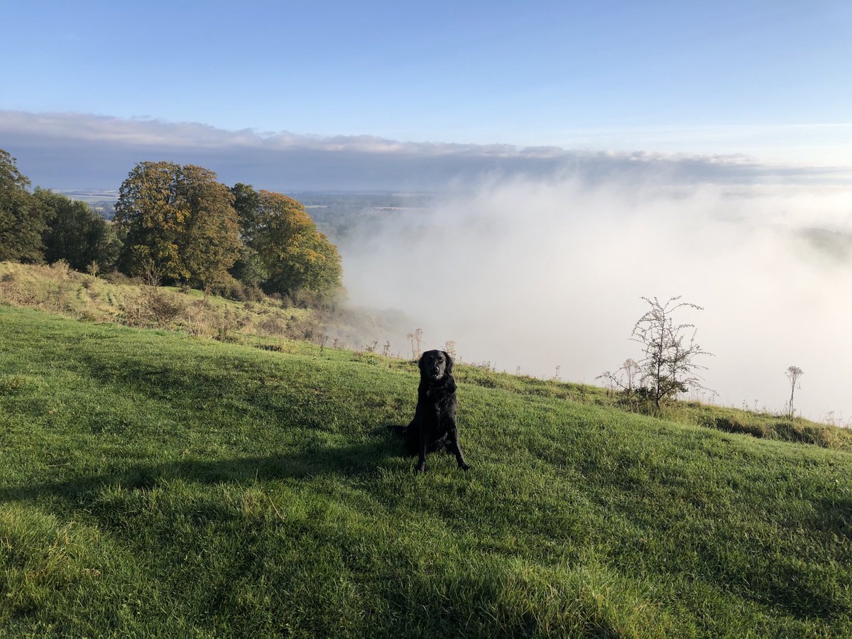 ThompspnD's tweet photo. Early morning walk around #Martinsell with #Alfie the #FlatCoatRetriever / #Labrador cross watching the sun ☀️ burn the mist out of the #ValeofPewsey https://t.co/EllhB5p2U1
