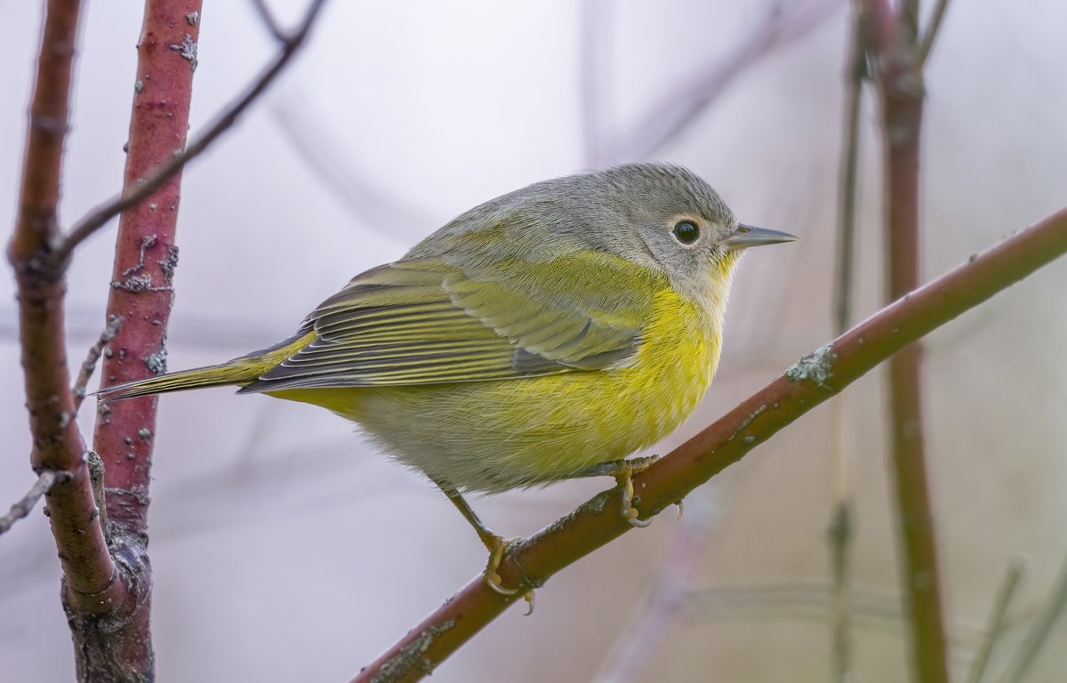JocAPhotography's tweet image. In awe of the size of this lad. Absolute unit of a Nashville Warbler.