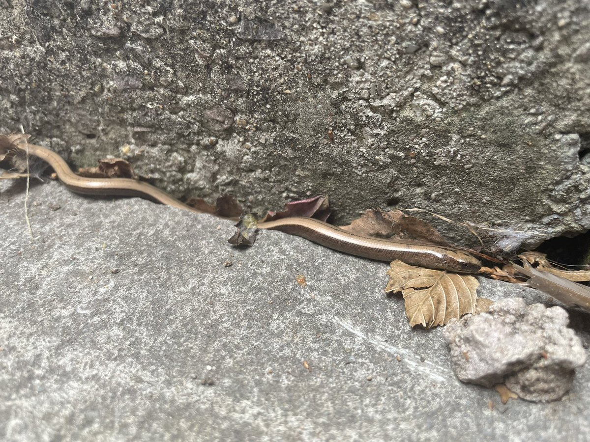 AnnCamHT's tweet photo. Observing one of our reptiles. A new lunchtime past time! https://t.co/cUmanccYbJ