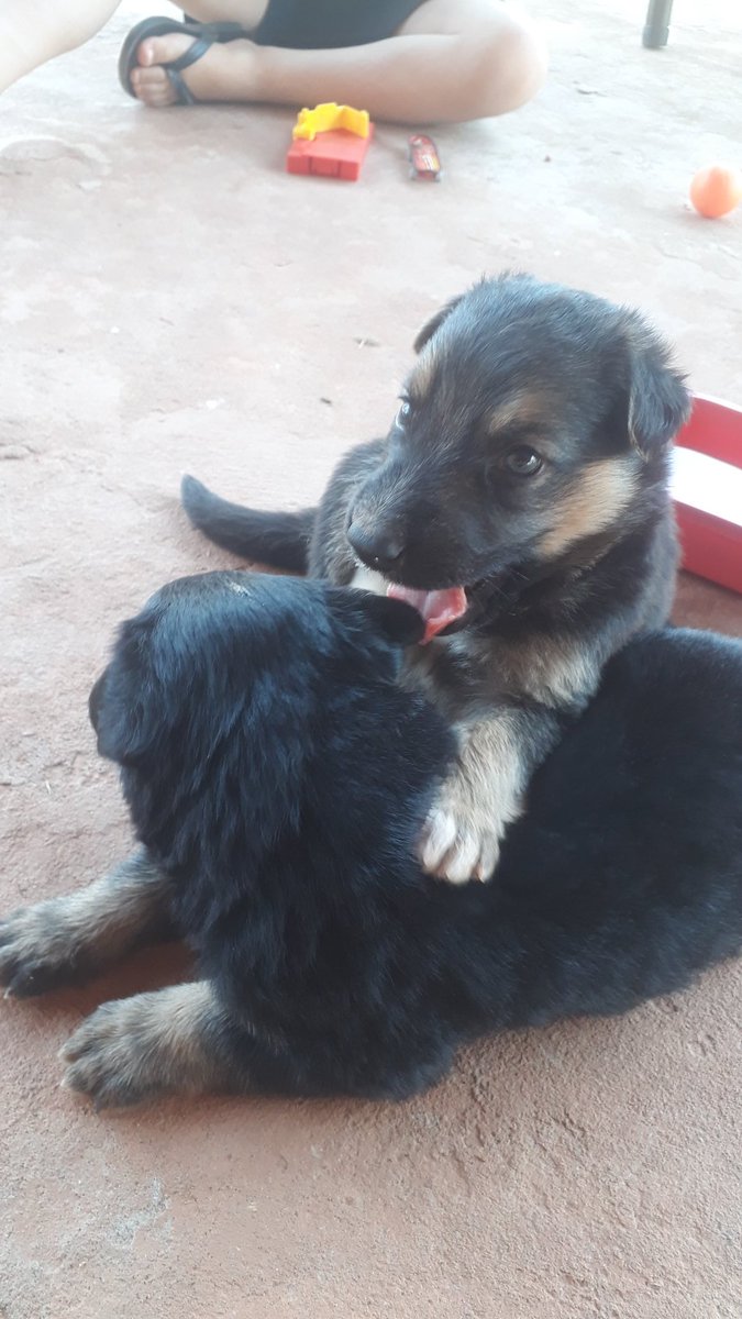 Saveiro pega no breu tweet media