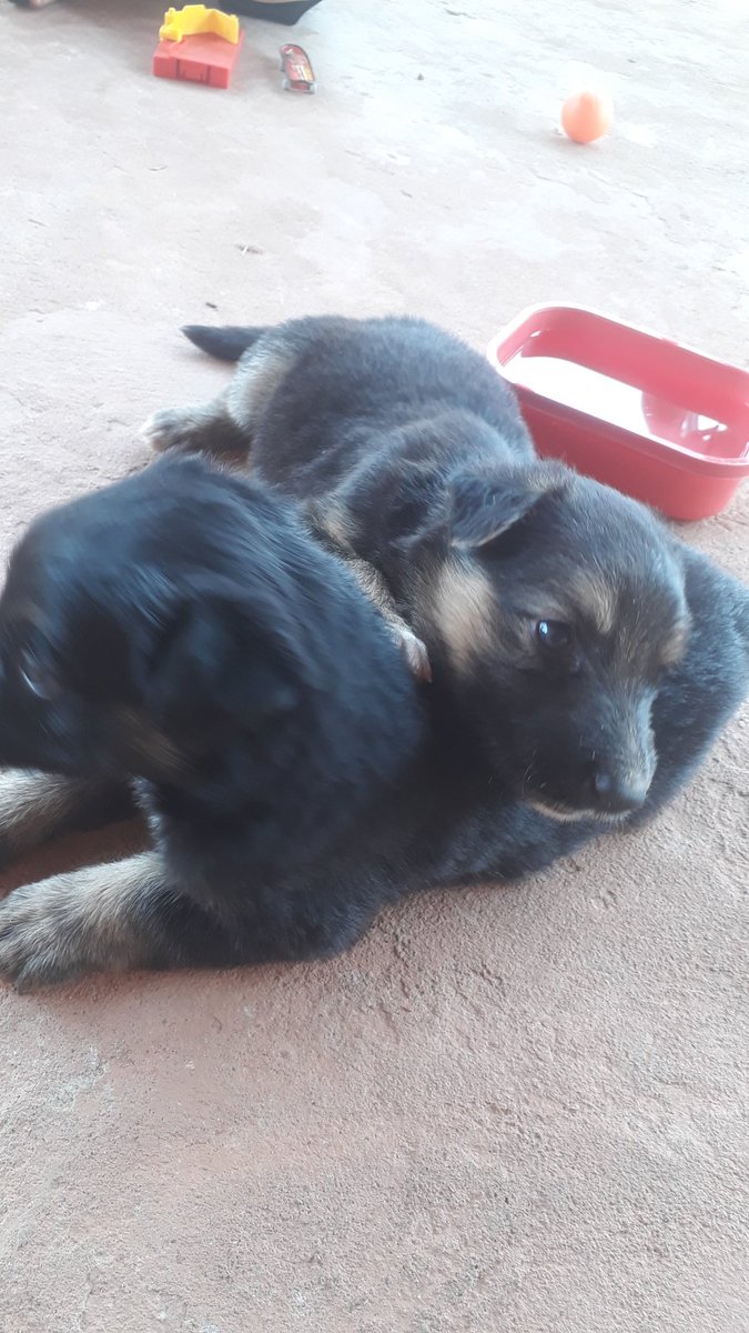 Saveiro pega no breu tweet media