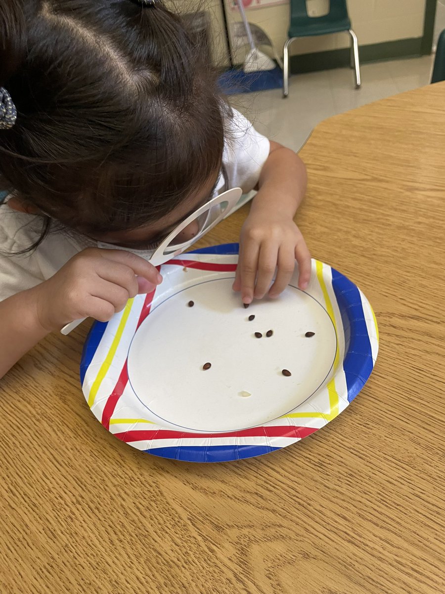 NatalieBauer20's tweet photo. Science eyes 👀 How does an Apple grow ? 🌳🍎🍏@jmfeclc #LBTogetherWeCan https://t.co/UjEvRQIt12