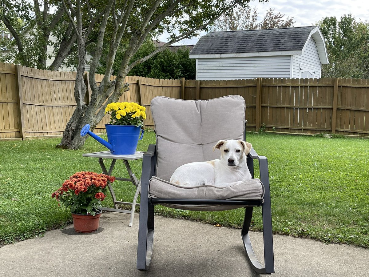 1K9View's tweet photo. Living the dream. https://t.co/JKEH3Xiyr3