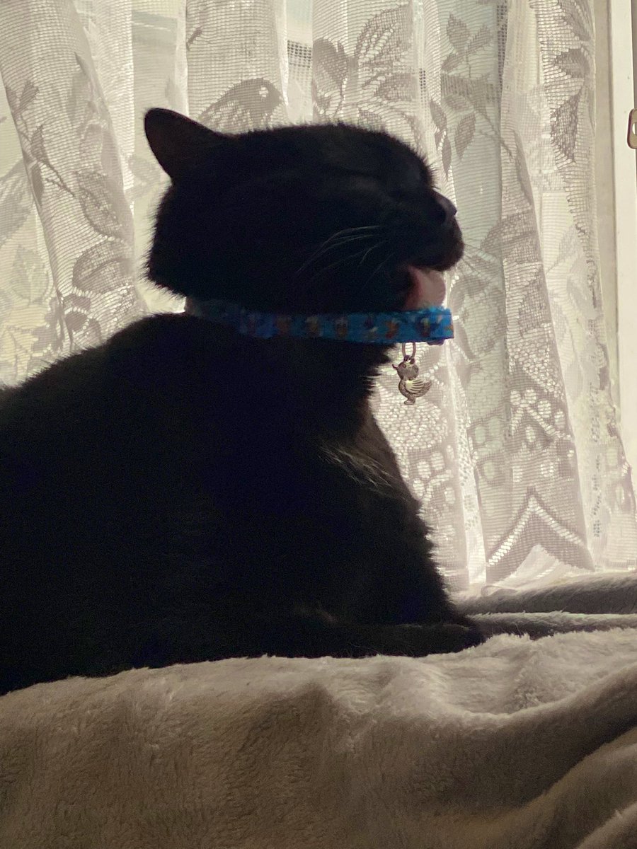 Keeping the collar clean #CatsOfTwitter #cats #purrsday