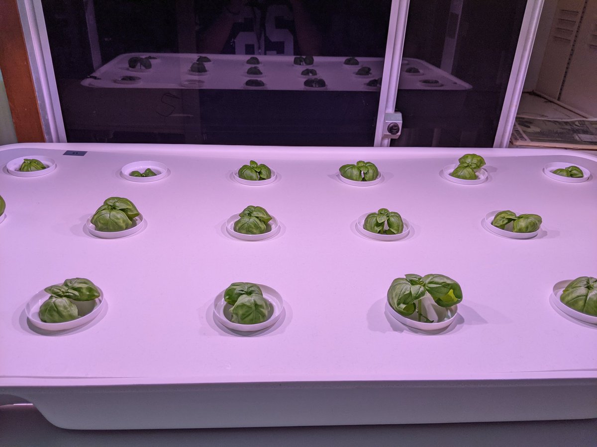 Our basil seeds have grown so much in the past few weeks!