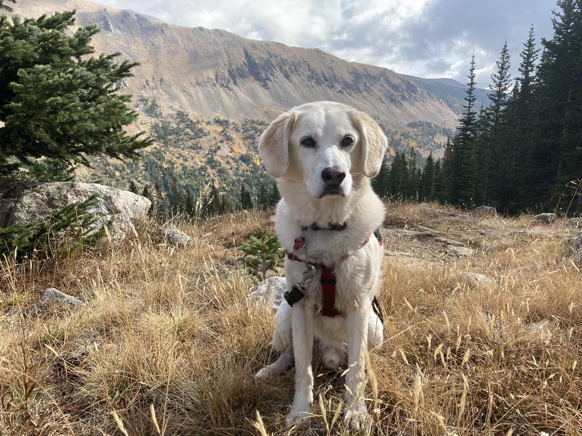 BrodyGraduate's tweet photo. Fall is all around me and I say four paws up. 🐾 🏔 🍂 #doghiking #mountaindog #fallfoliage https://t.co/PDiAD4wxLo