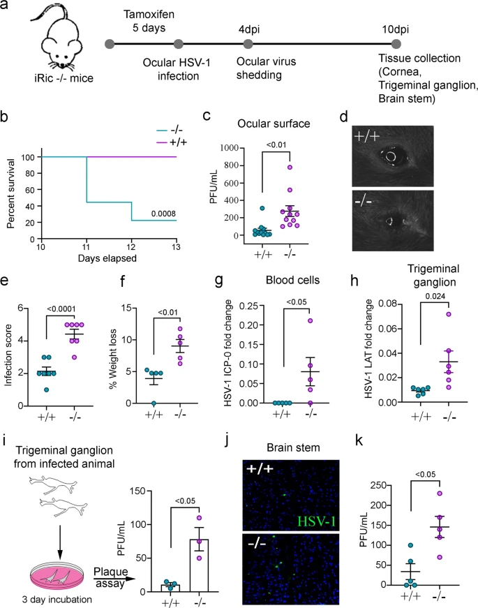 Deepak Shukla (@drshuklalab) on Twitter photo Please read our exciting new paper on neuroprotection, mTORC2 and immunity against herpes published today in Nature Communications. nature.com/articles/s4146…
<a href="/uicovs/">UIC Ophthalmology</a> <a href="/UICMicrobiology/">UIC Microbiology</a> <a href="/thisisUIC/">University of Illinois Chicago</a> <a href="/uiccom/">University of Illinois College of Medicine</a> Please read our exciting new paper on neuroprotection, mTORC2 and immunity against herpes published today in Nature Communications. nature.com/articles/s4146…
<a href="/uicovs/">UIC Ophthalmology</a> <a href="/UICMicrobiology/">UIC Microbiology</a> <a href="/thisisUIC/">University of Illinois Chicago</a> <a href="/uiccom/">University of Illinois College of Medicine</a>