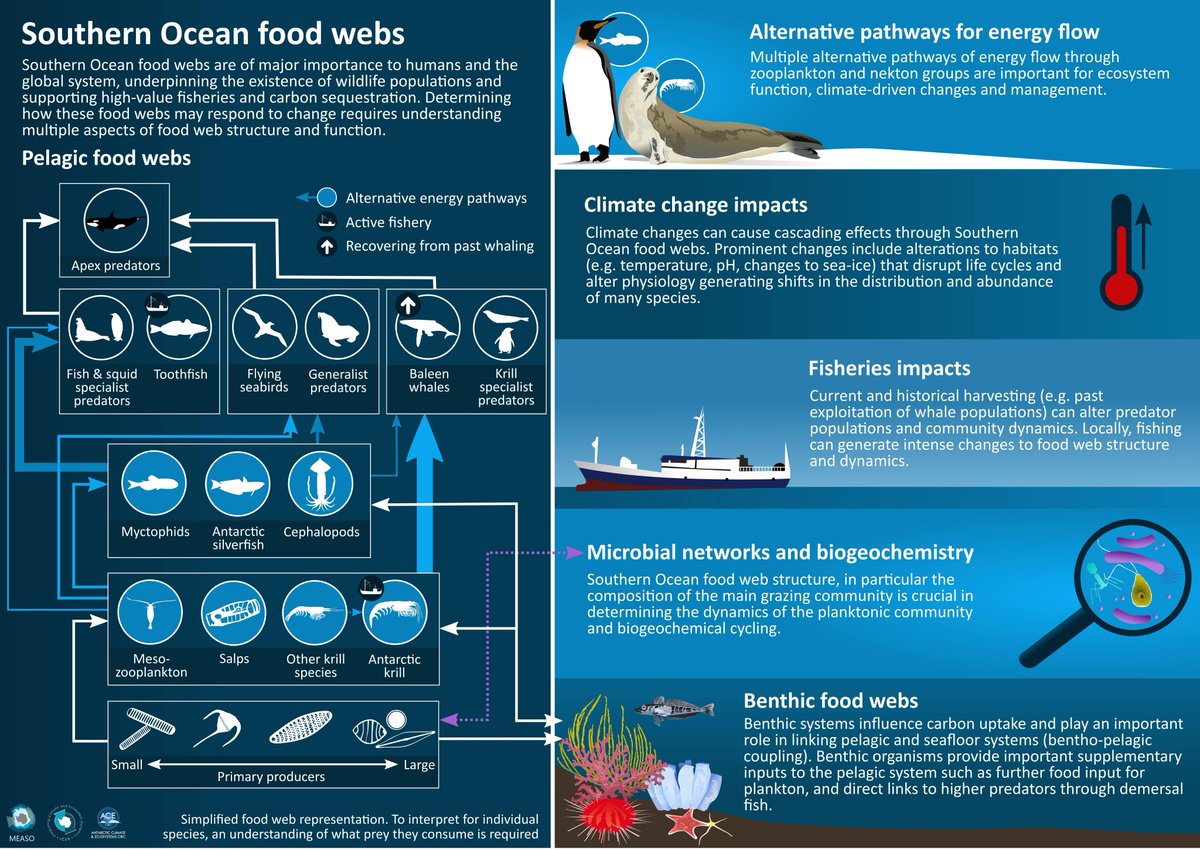 It's published! I am so happy to share such a huge collaborative effort

This open access paper is a contribution to <a href="/MEASO20/">MEASO</a> discussing the current progress, prognoses &amp; potential future priorities for #SouthernOcean food web modelling &amp; policy makers

frontiersin.org/article/10.338…