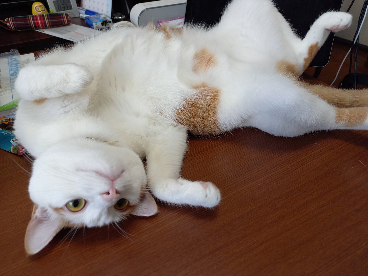 ゆきちお誕生日おめでとう！！
#猫 #ねこ #誕生日