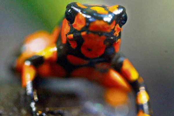 ¿Sabías que en Colombia existe una rana con un gran poder venenoso, capaz de inmovilizarte al instante? Se llama Ranita punteada venenosa se puede diferenciar de otras ranas porque tiene fusionados el primer y segundo dedo de las patas traseras y habita al norte del Tolima.