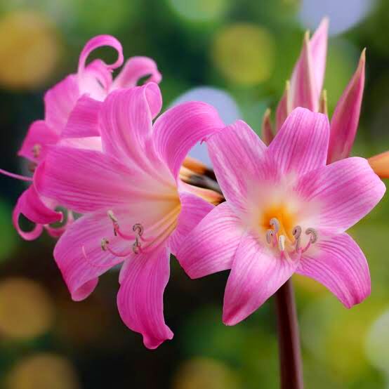 もも おはようございます 10 15誕生花 ベラドンナリリー 花言葉 ありのままに 別名ホンアマリリス ベラドンナ にはイタリア語で美しい淑女という意味があります 一般的なアマリリスは春に咲き こちらは8 11月が花期で一つの球根から1本の茎を伸ばし