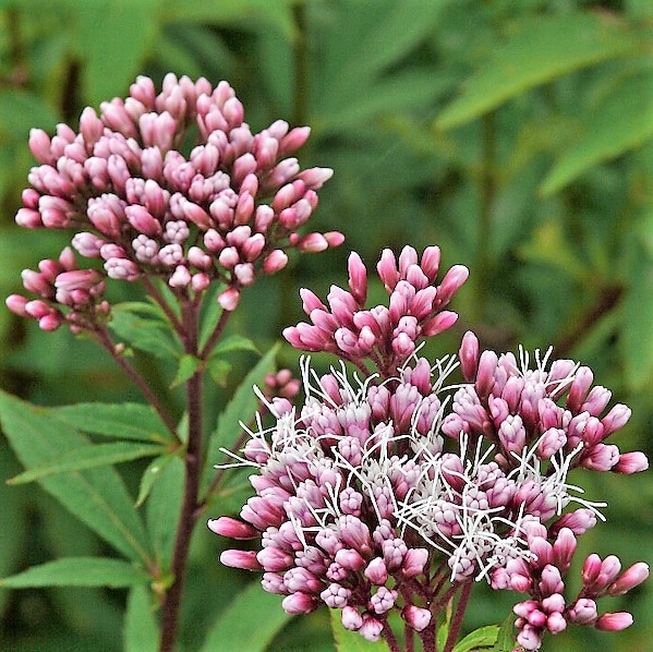 おはようございます 10月15日の誕生花は フジバカマ です花言葉は 用心深い 良き一日になりますように Pic Twitter Com Iadurioqun Millennium Ec Cocotbodol