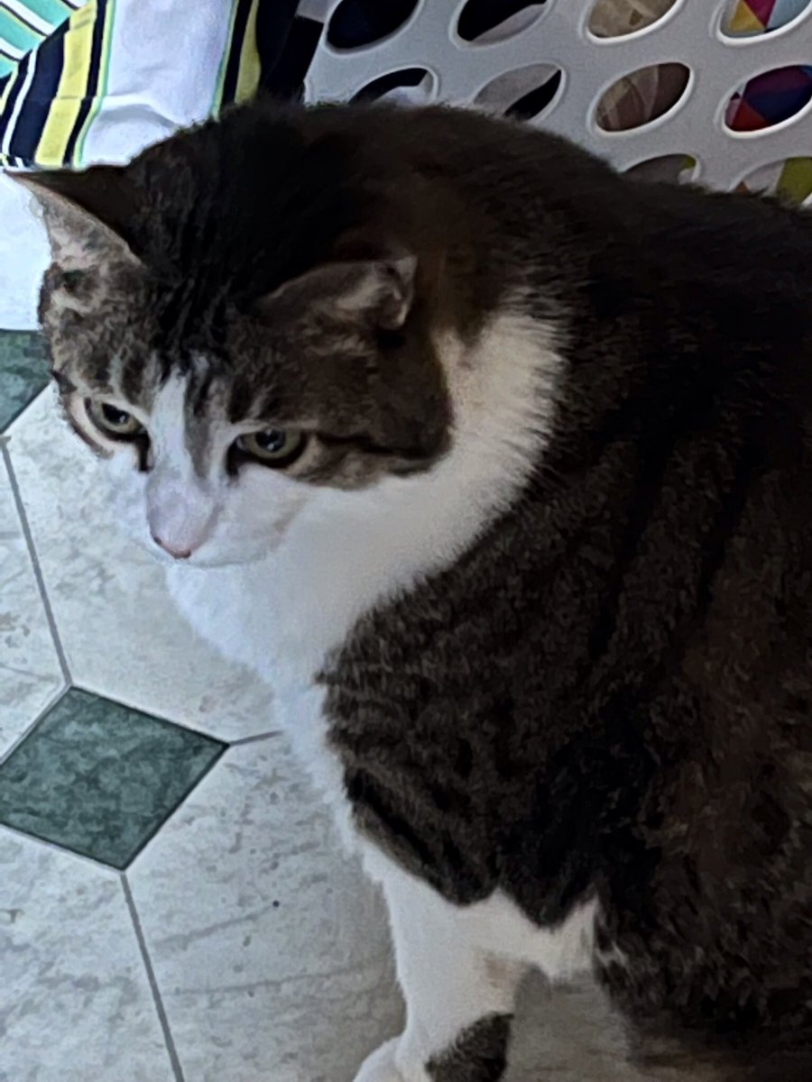 hoseoksbibi7's tweet photo. Here’s some pics of Sev 
#CatsForBTS https://t.co/hHQm817aME