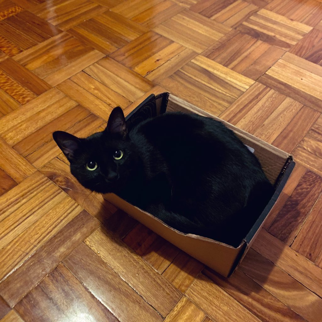 agust_cin's tweet photo. #CatsForBTS these are my boys 💜 Willy and Migo 🥺 https://t.co/FJXqn3MGMD