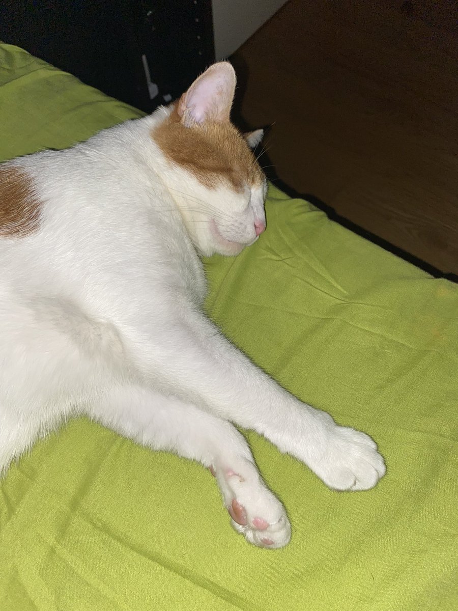 agust_cin's tweet photo. #CatsForBTS these are my boys 💜 Willy and Migo 🥺 https://t.co/FJXqn3MGMD