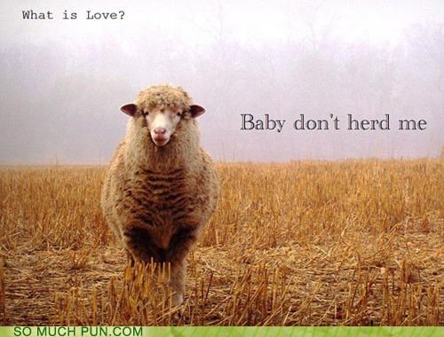 freewooly's tweet image. #Sheep #SheepHumor