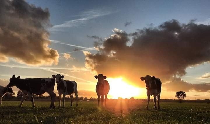 #Koeiemorgen!!! Soh..... Even een weekje vakantie🥳🥳🥳
Bedankt Truus Stotteler 👌
#koeblijboerblij #heerlijk #even #een #weekje #vakantie #lekker #genieten 😁 #melknatuurlijk