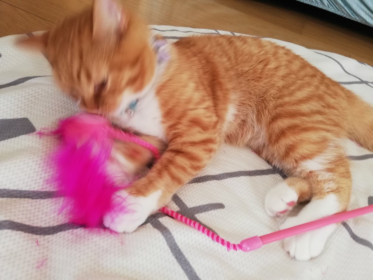 猫のおもちゃ