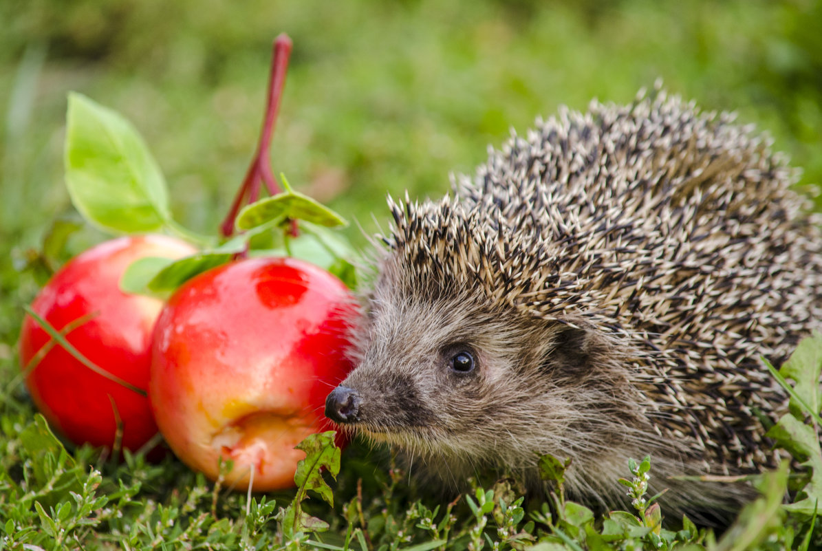 Отряд насекомоядные еж обыкновенный. Обыкновенный ёж. Отряд насекомоядные еж обыкновенный. Лесной ёж - erinaceus linnaeus. Милые ежики.