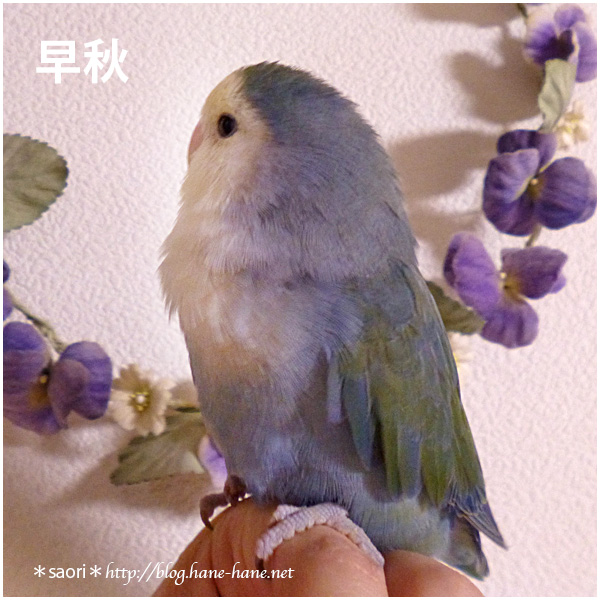 コザクラインコの品種 遺伝について Twitter コザクラインコの品種 遺伝について Twitter