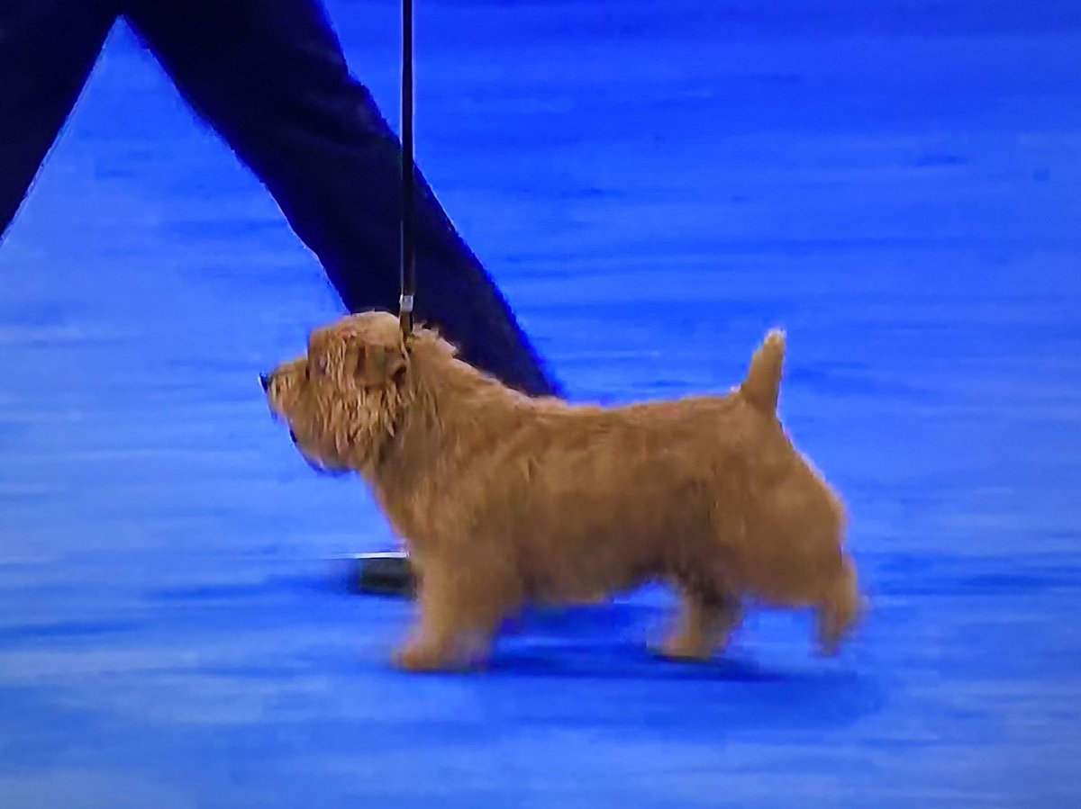 PinkyOrbitto's tweet photo. Ernesto the Norfolk deserved victory. #dogthanking #NationalDogShow https://t.co/0EHiZmxcgY