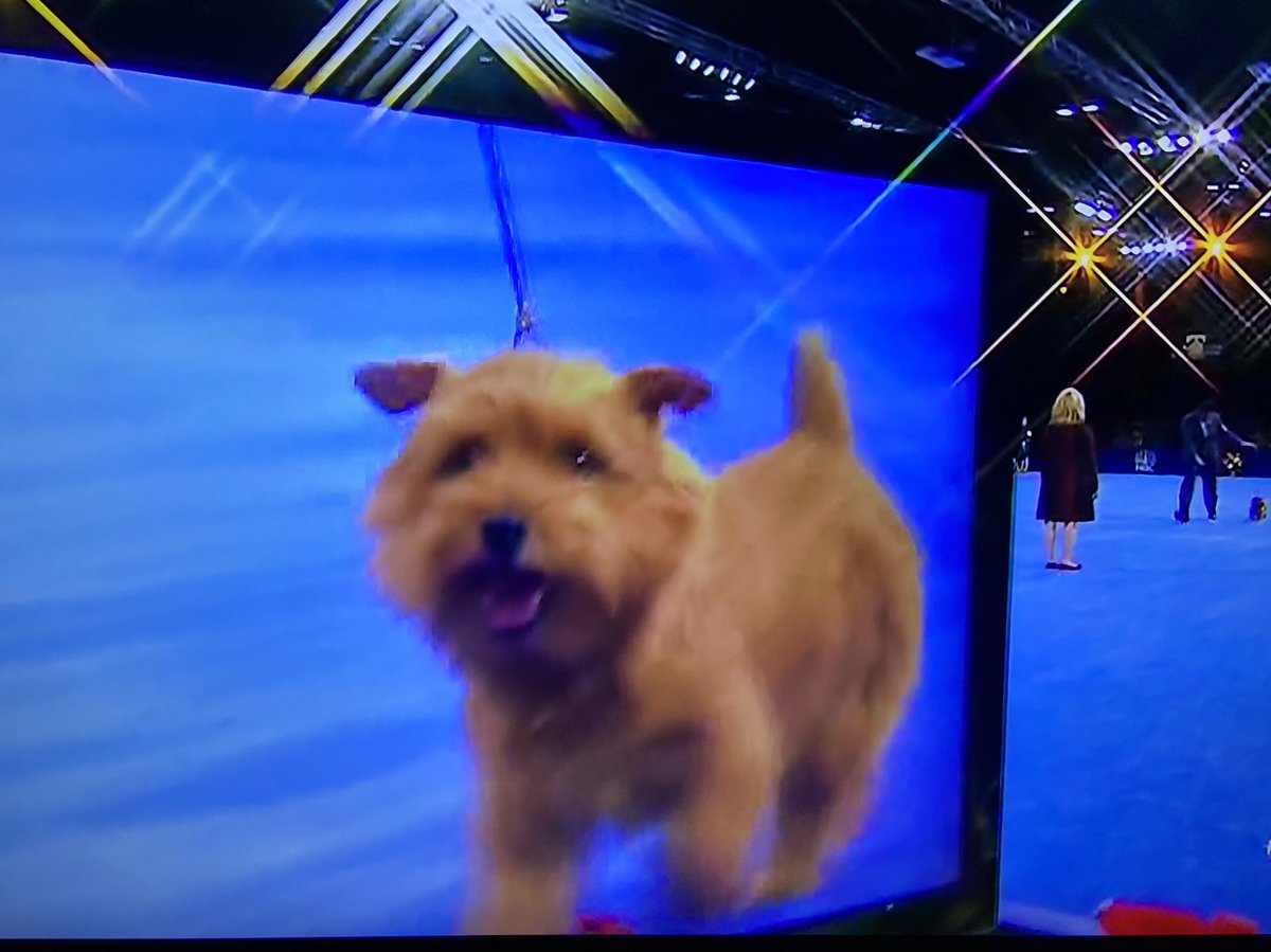 PinkyOrbitto's tweet photo. Ernesto the Norfolk deserved victory. #dogthanking #NationalDogShow https://t.co/0EHiZmxcgY