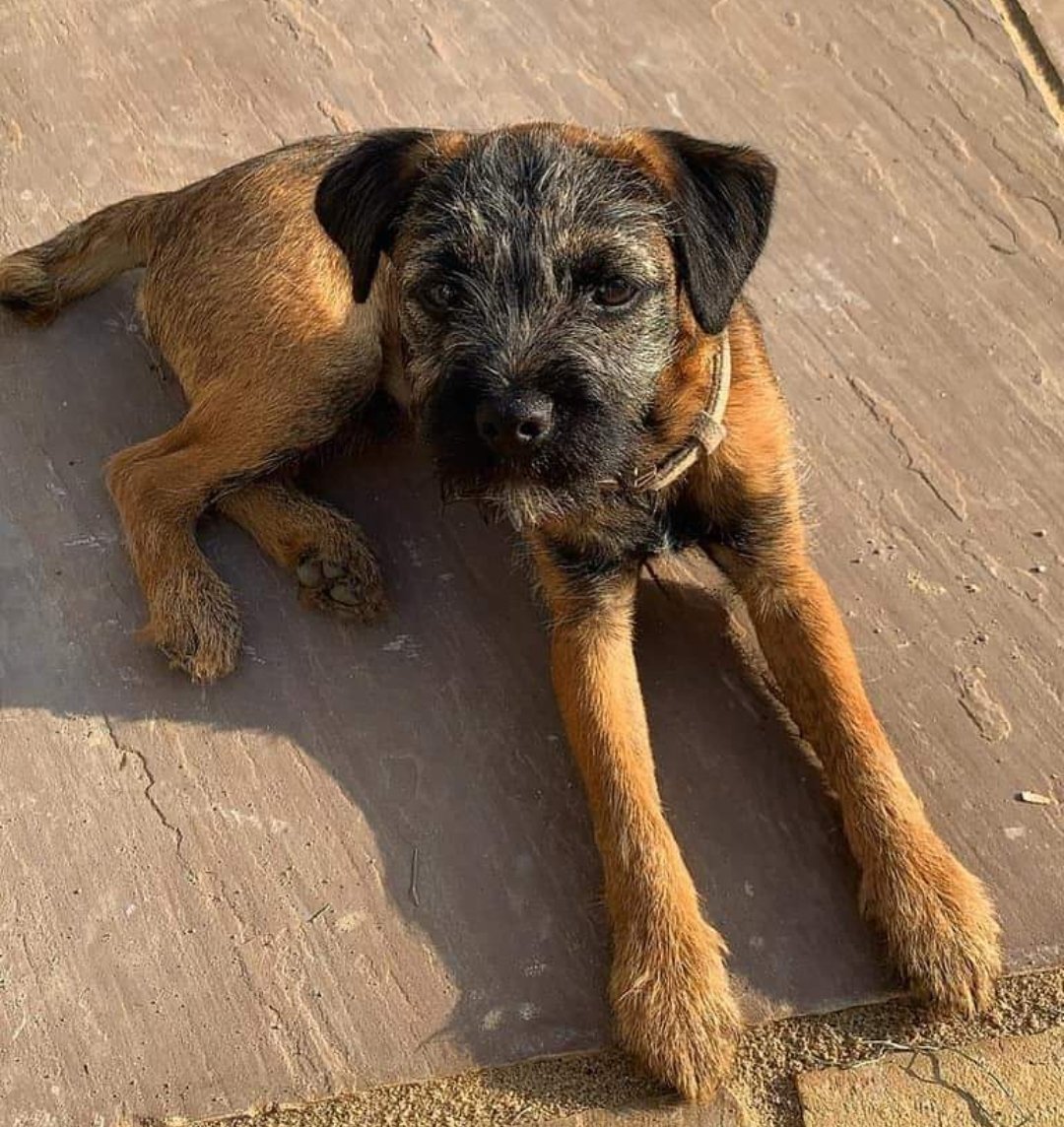 MissingPetsGB's tweet photo. TERRY'S distinctive marks are he has a white chin, white spot on his chest and a kink in his tail. He was wearing a light coloured tartan collar and lead when he went missing although this may have been removed or lost on his travels. Substantial reward for his safe return home https://t.co/KLhq3dsYvG