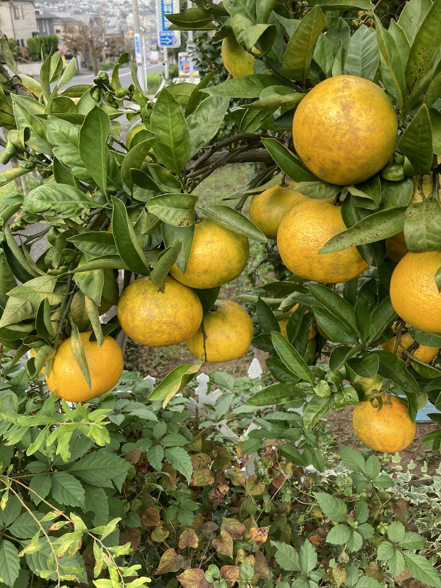 単立町田バプテスト教会 Machidabaptist Twitter