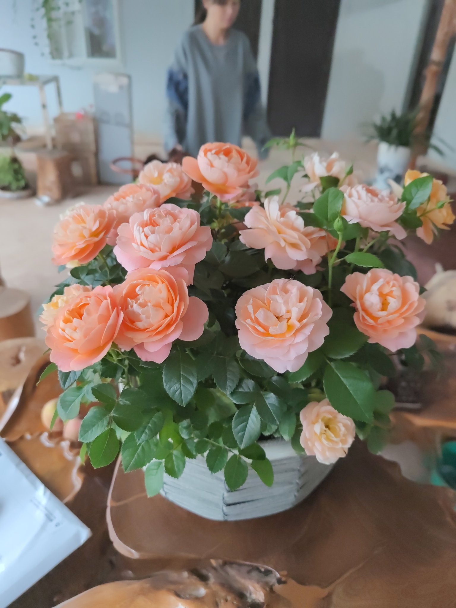 月季花 Twitter Search Twitter