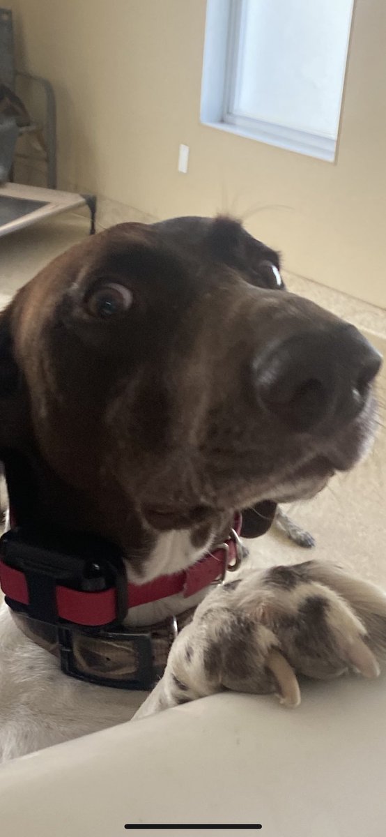 nthnypvk's tweet photo. “Dad come pick me up I’m scared” https://t.co/pHJ1EghA1K