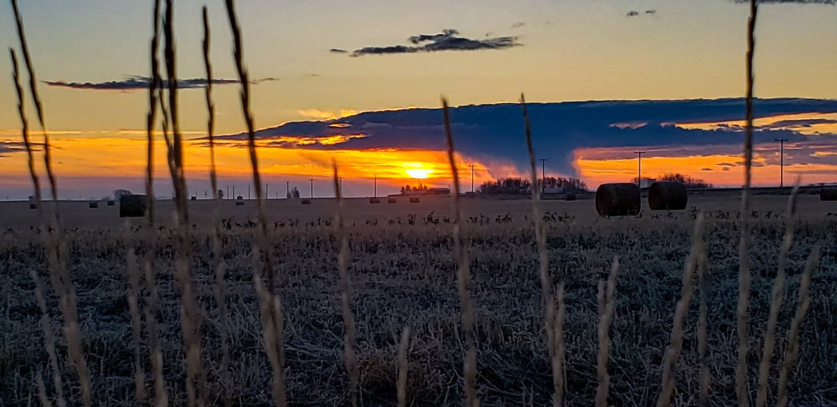 suezqyyc's tweet photo. Sunrise this morning. (Oct. 14th) East of Calgary off Glenmore Trail. Rockyview County. #albertaskies #albertasunset #sunset #rockyviewcounty #prairiesky #yyc https://t.co/ib6mIPniBE