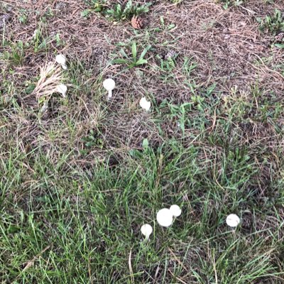 ShadowDragonWlf's tweet image. #NewProfilePic