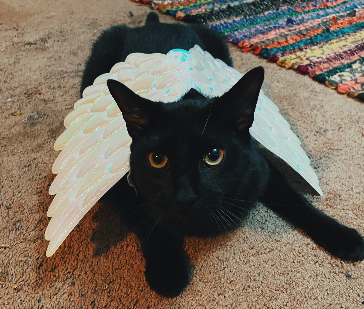 ssofttkook's tweet photo. #CatsForBTS i offer you my best boys 🤲 https://t.co/ZyJljYklbs