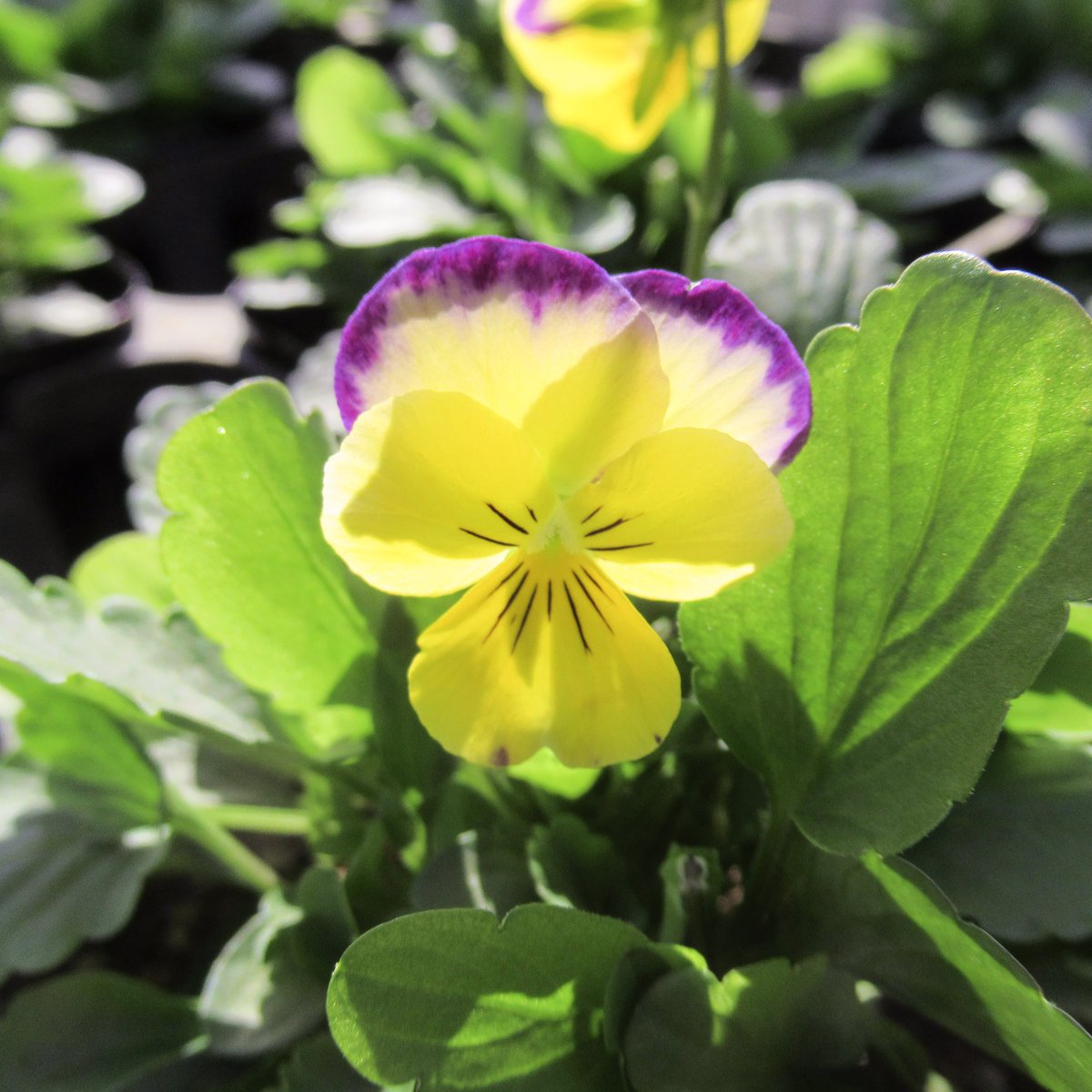 GreenKoyama's tweet photo. ビオラ・ももか・ちゅら
#greenhousekoyama #グリーンハウス小山 #花だん苗 #小平市 #東京 #ビオラももかちゅら #ビオラももか #ビオラ #ももか #violaflower #viola #bicolor #purple #yellow #flowers #flower #green #gardenlife #gardenlove #花のある暮らし #花のある生活 #ガーデニング https://t.co/b68lJsy0Tb