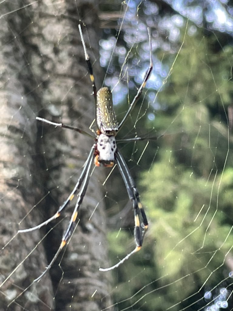Hola <a href="/Arachno_Cosas/">Soy aracnólogo, pregúntame lo que quieras</a> qué me puedes contar de esta especie en el Estado de México, parece que tiene una cara de calavera en el cuerpo