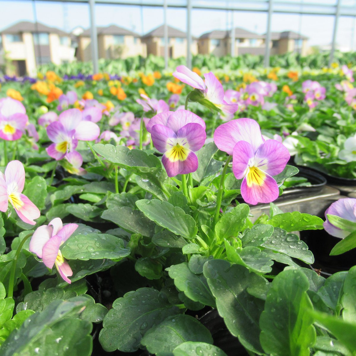 GreenKoyama's tweet photo. ビオラ・ももか・ぴーち
#greenhousekoyama #グリーンハウス小山 #花だん苗 #小平市 #東京 #ビオラももかぴーち #ビオラももか #ビオラ #ももか #violaflower #viola #pink #flowers #flower #green #gardenlife #gardenlove #花のある暮らし #花のある生活 #ガーデニング #gardening #tokyo #kodaira https://t.co/TGlgU5Fyip