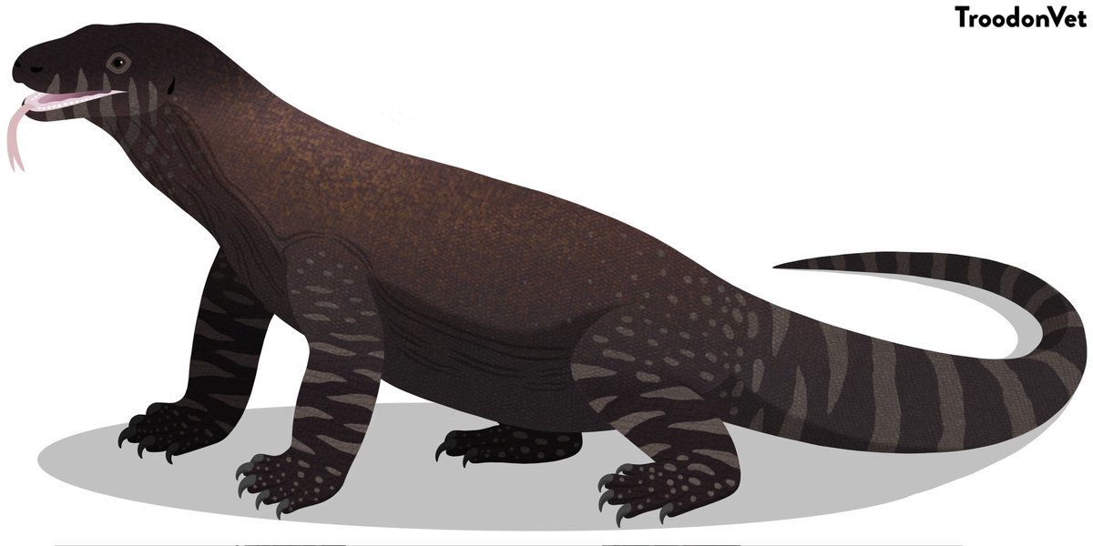 Uživatel TroodonVet na Twitteru: „There are several unique thing about Komodo Dragons. First they are used to be a member of unique ancient ecosystem that was found nowhere else. They are the Uživatel TroodonVet na Twitteru: „There are several unique thing about Komodo Dragons. First they are used to be a member of unique ancient ecosystem that was found nowhere else. They are the