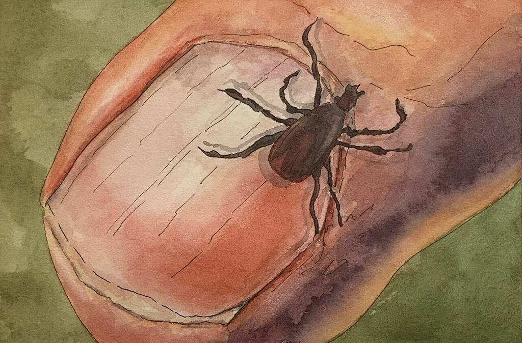 theartintrovert's tweet photo. Inktober2021 Day 14: Tick. Yuck. This is a freehand pencil sketch that I went over with ink and then added watercolours. Ink and watercolor on hp wc paper (6” x 8”). #inktober #inktober2021 #lineandwash #watercolor #watercolorpainting #watercolorbeginner #watercolorchallenge… https://t.co/nXgqIVBDLl