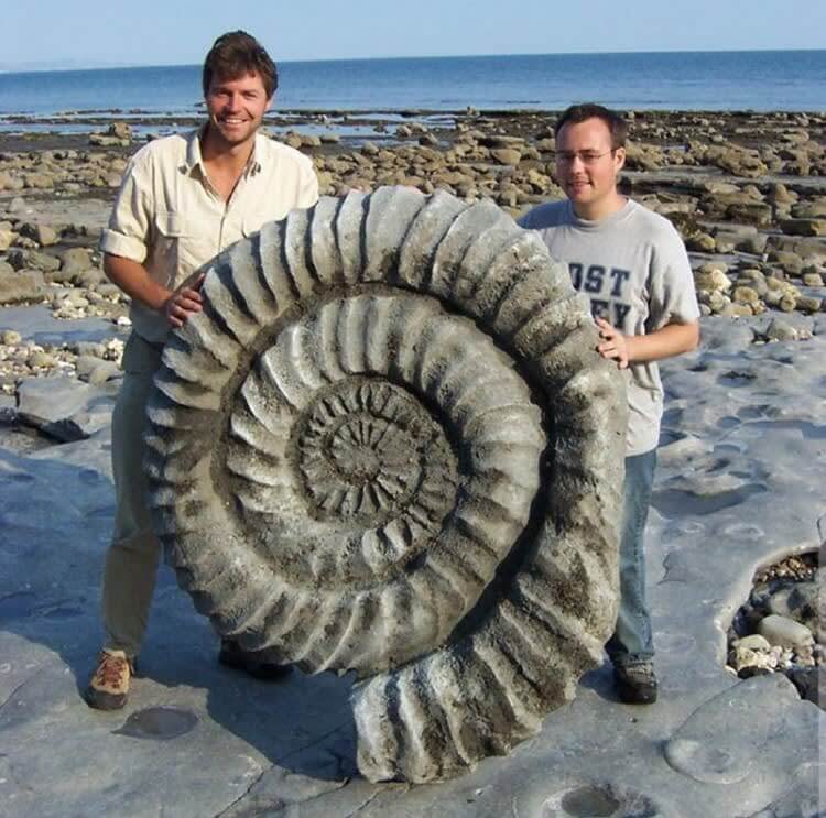 ScienceAndNatu7's tweet photo. Ammonoid Fossil😮 https://t.co/TSKfcWyRW5