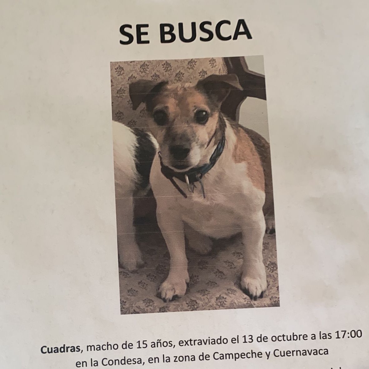 Ayuda a encontrarlo. Viejito, necesita medicamento y comida especial #condesa #roma #escandon #perrosperdidos <a href="/comitecondesa/">Comité Condesa ahora COPACO</a> <a href="/ARHipodromo/">Residentes Hipódromo</a> <a href="/RomaNorte3/">Roma Norte</a> <a href="/PrrosPerdidosMX/">PerrosPerdidosMx</a> <a href="/MascotasSismo/">Mascotas Sismo</a>
