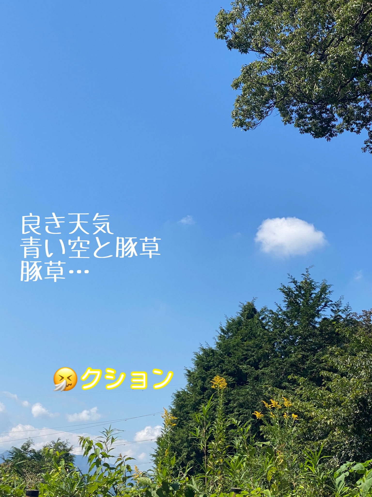 豚草 Twitter Search Twitter